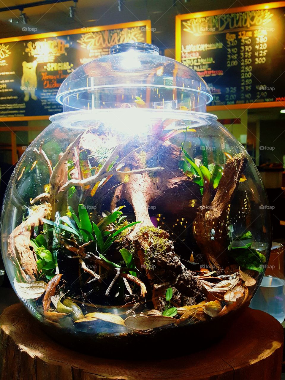 terrarium