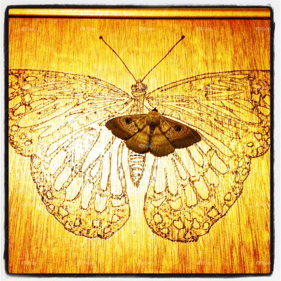 Moths look as beautiful as butterfly's 