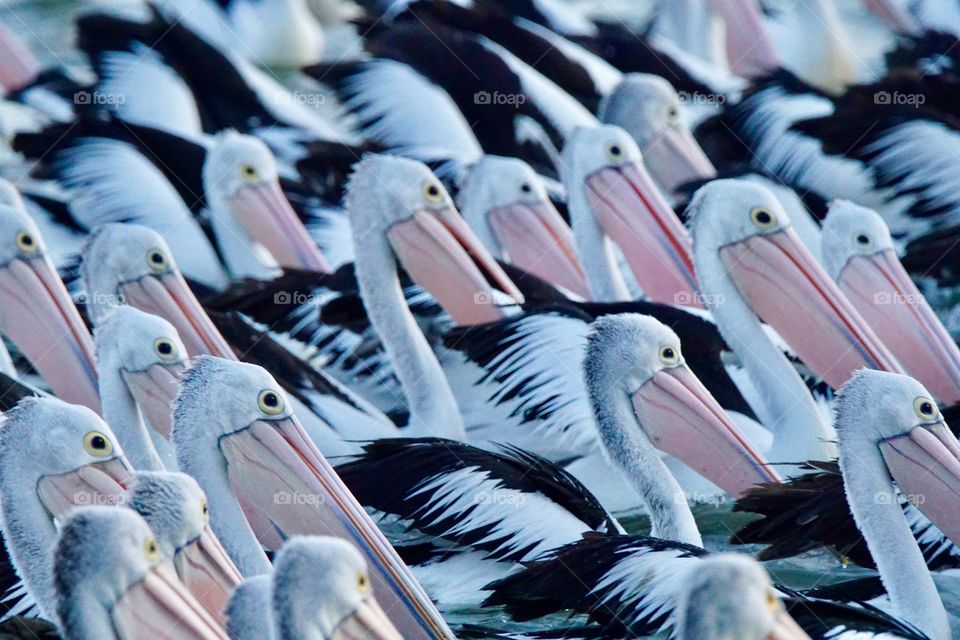 A Brief of Pelicans