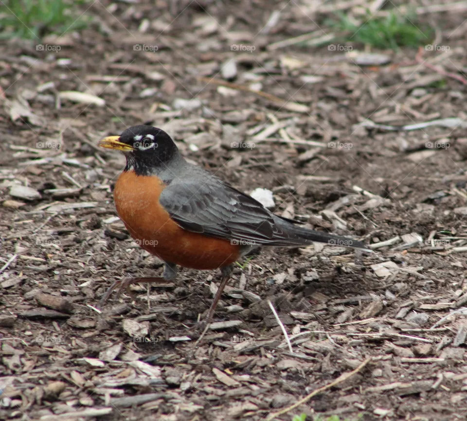American robin (male) standing on ground 
