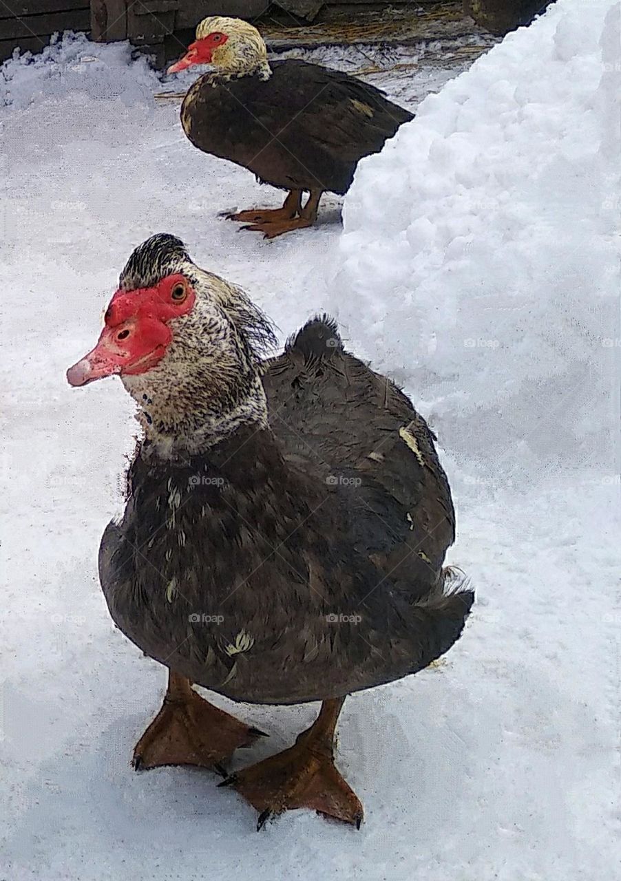 Ducks in the winter...