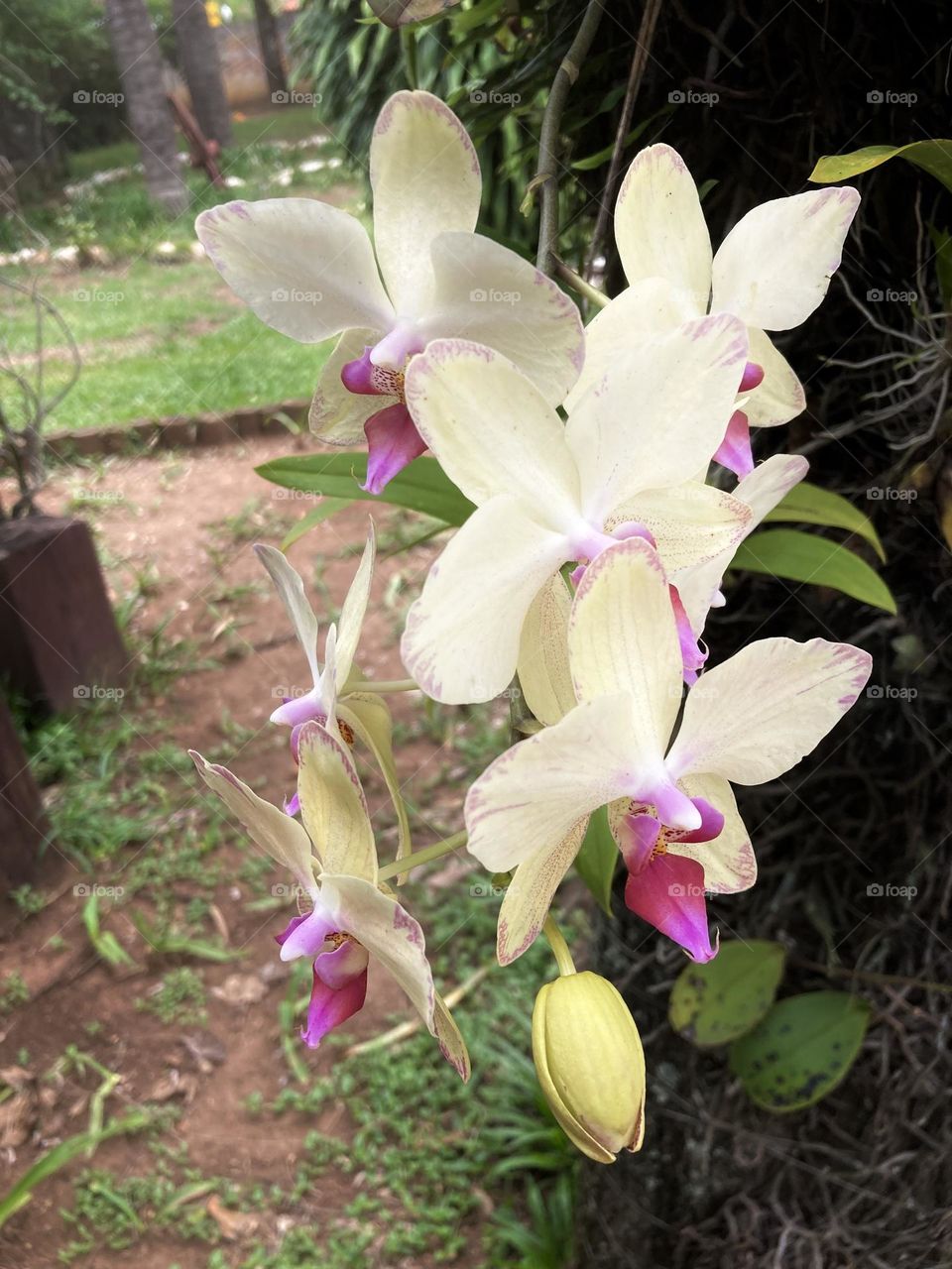 🌹 🇺🇸 Very beautiful flowers to brighten our day.  Live nature and its beauty. Did you like the delicate petals? / 🇧🇷 Flores muito bonitas para alegrar nosso dia. Viva a natureza e sua beleza. Gostaram das pétalas delicadas? 