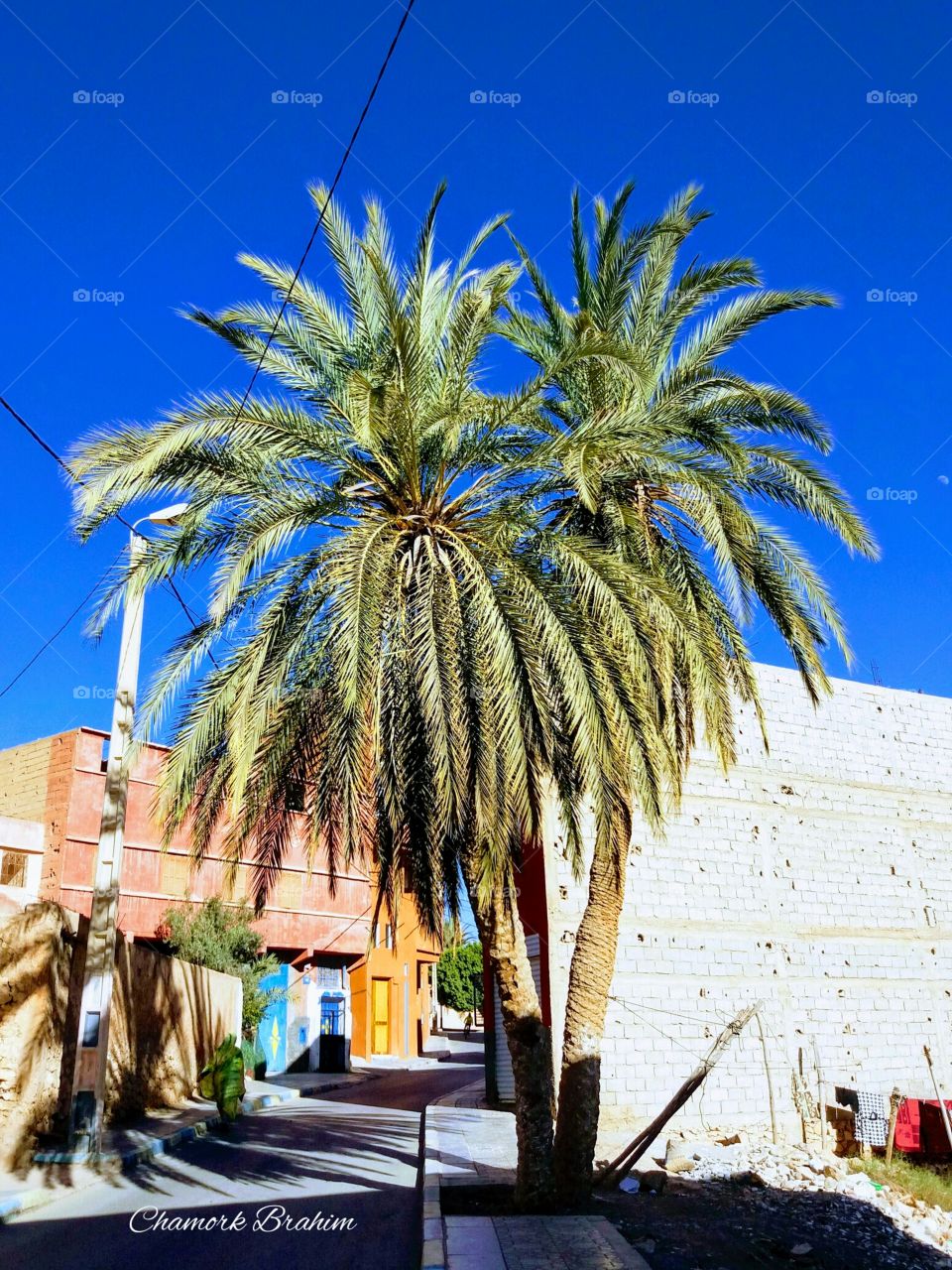 An amazing palm tree in a street in Guelmim.It makes the place so beautiful .When I walked in this road,it attracted my attention by its beauty