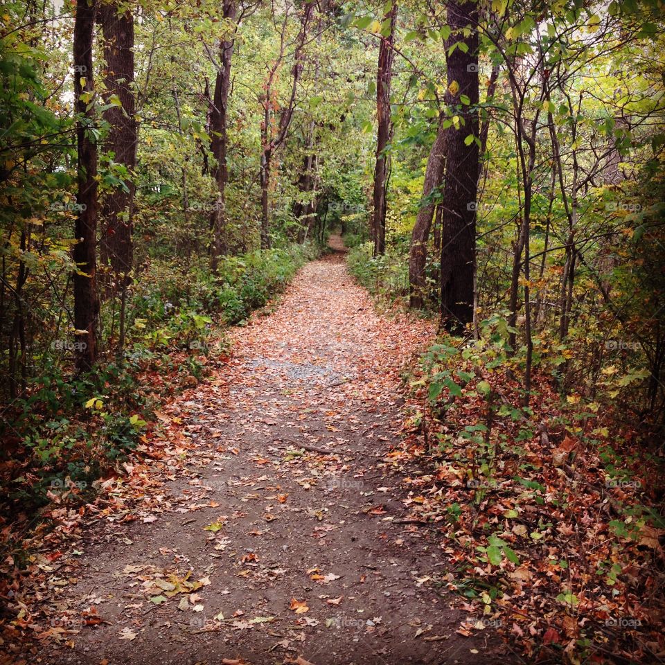 Woodland path in fall