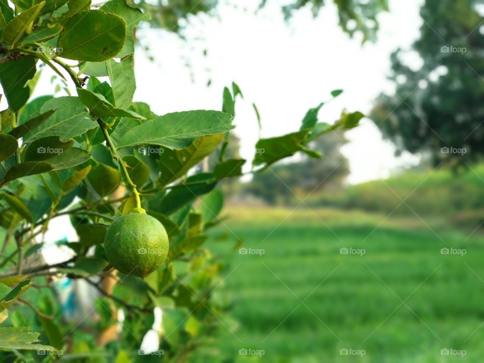 Lemon on it's tree...
