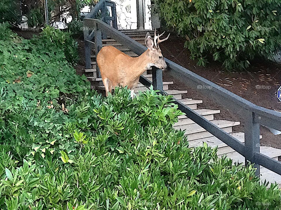 A Deer Walking Through the Neighbourhood 