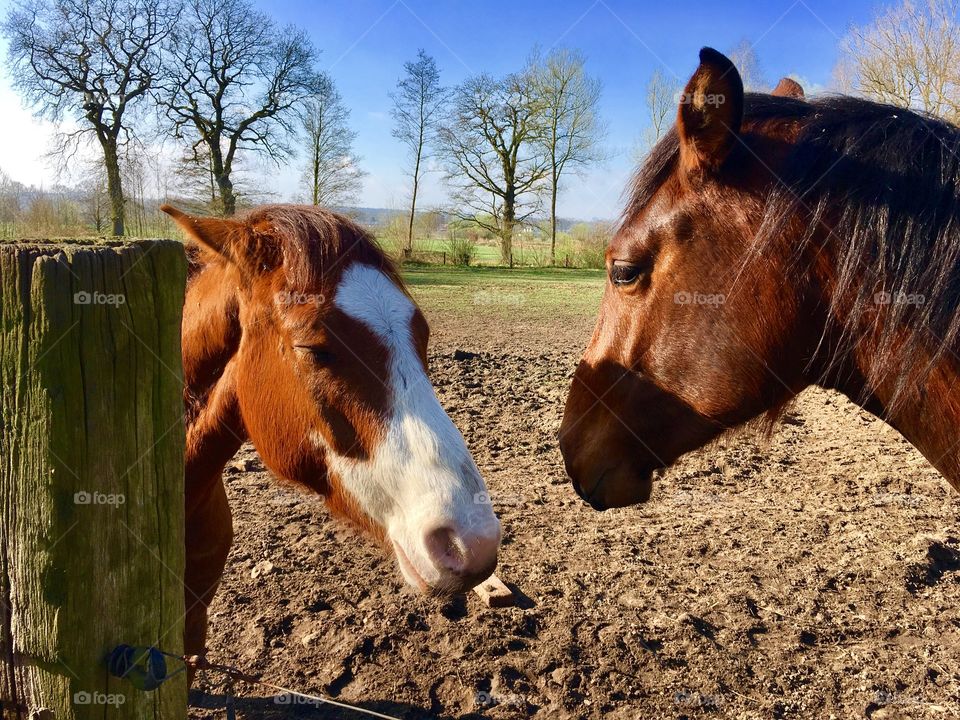 The suburb of Hamburg. Fields. Horses.Spring.