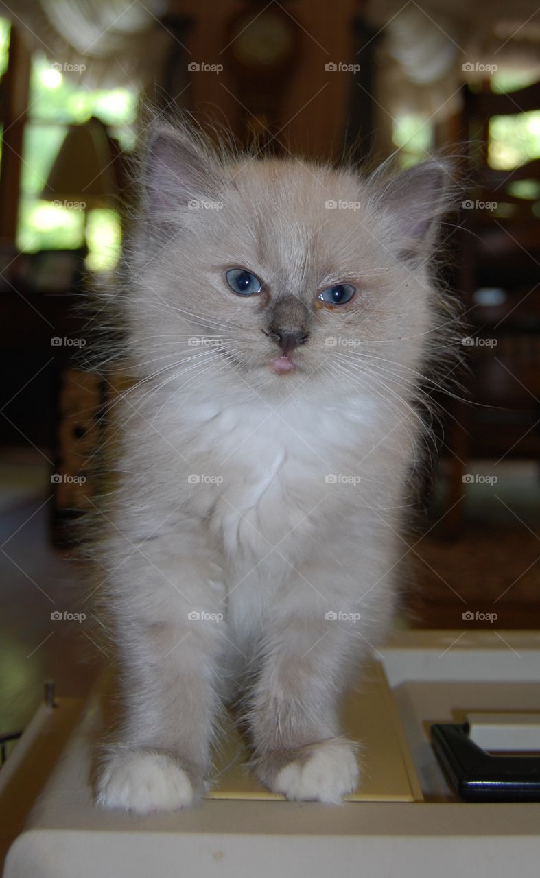 Ragdoll kitten