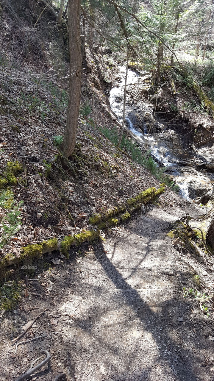 mossy path