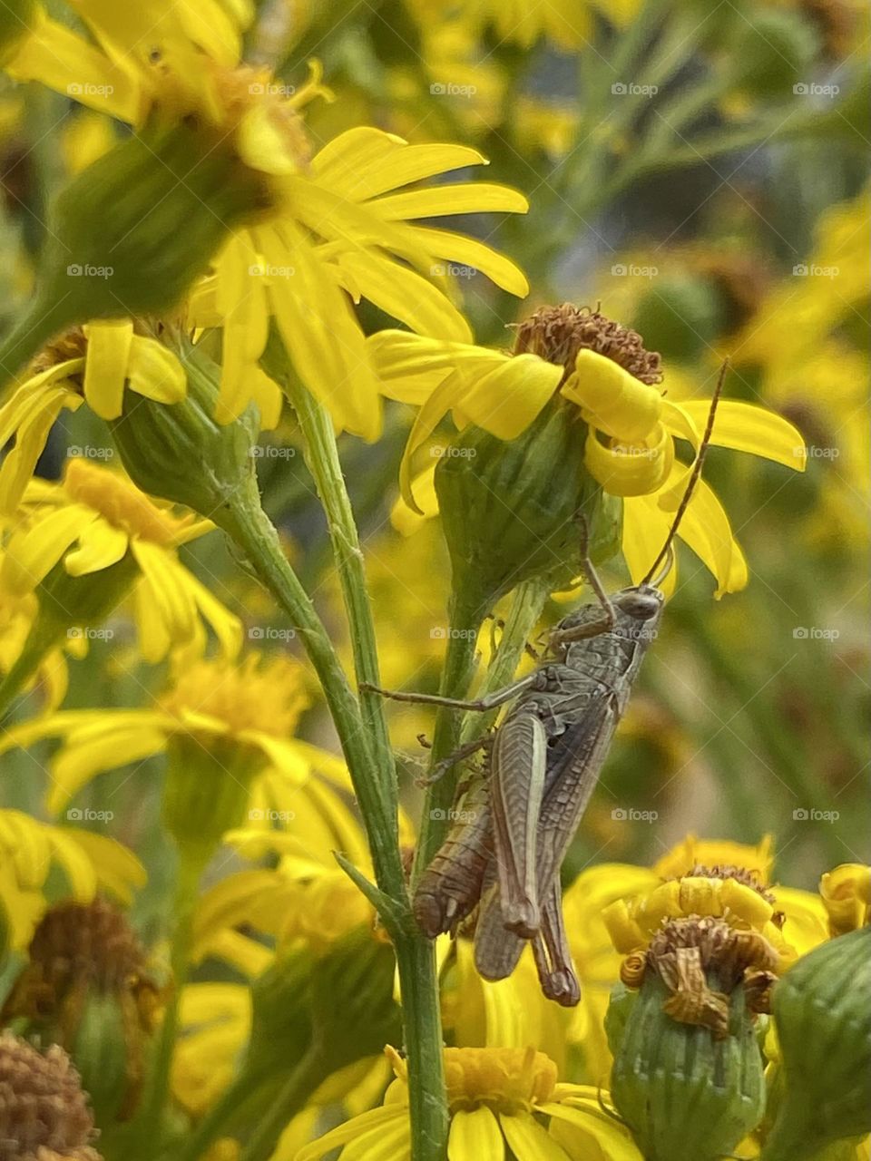 Grasshopper on Yellow flower 