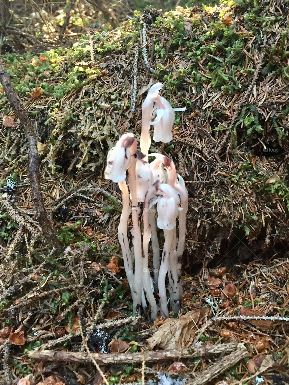 This scary looking plant is appropriately named the Ghost Plant, also know as the Indian Pipe.