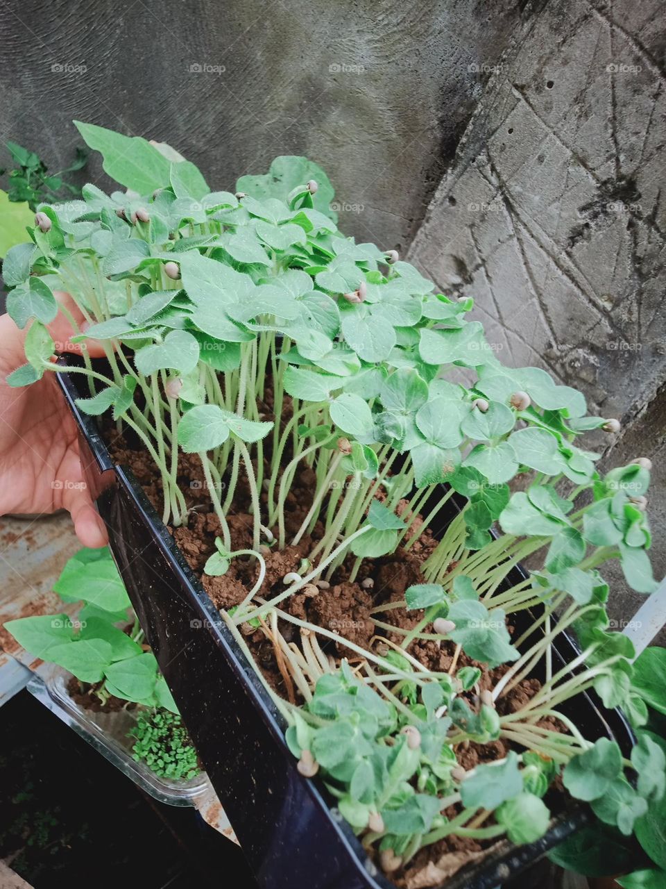 Earth Day is an annual event to demonstrate support for environmental protection and sustainable practices by this we learn to invest in our planet. Sustainable gardening.