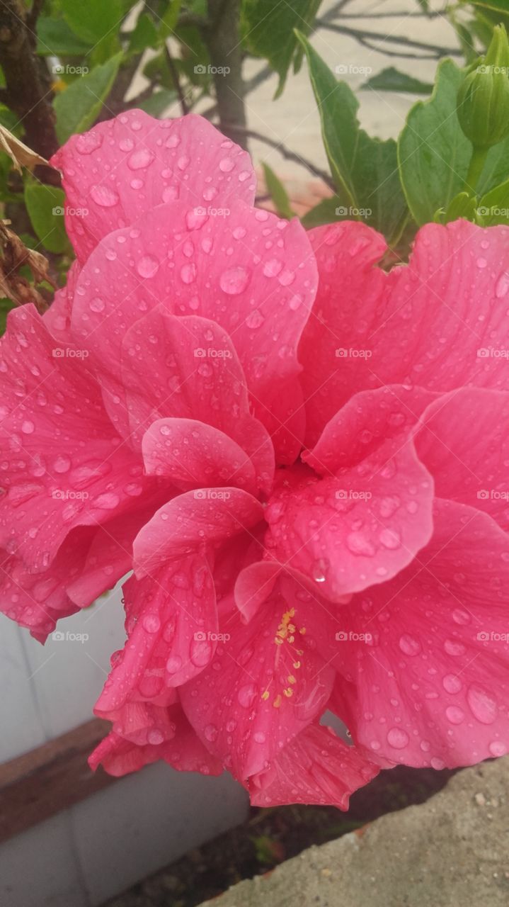 flor de hibisco rosa depois da chuva.