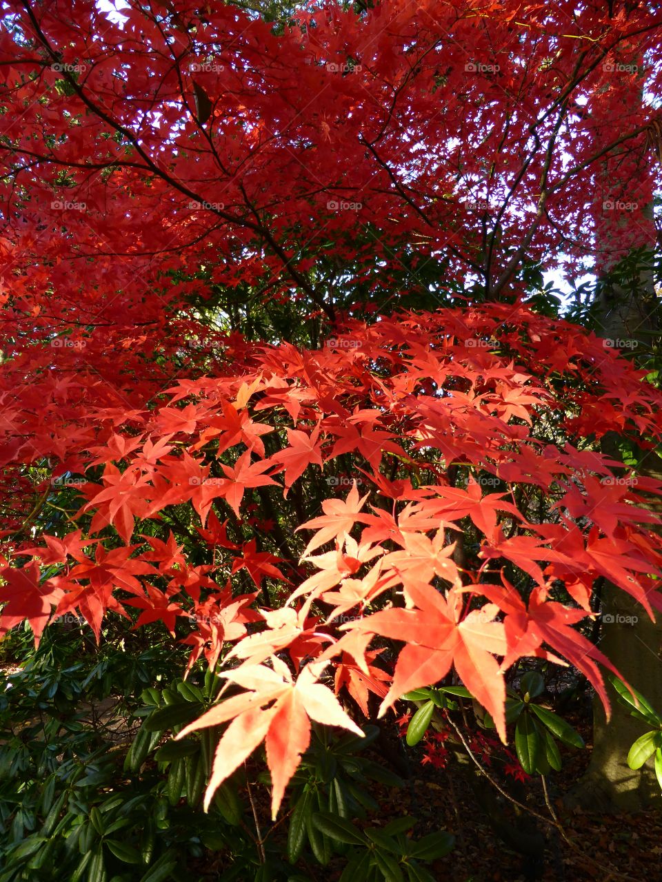 red maple leafs