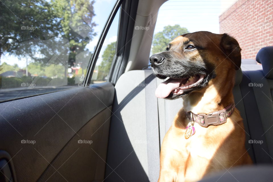 Happy dog on road trip. dog happily on way to hiking trip