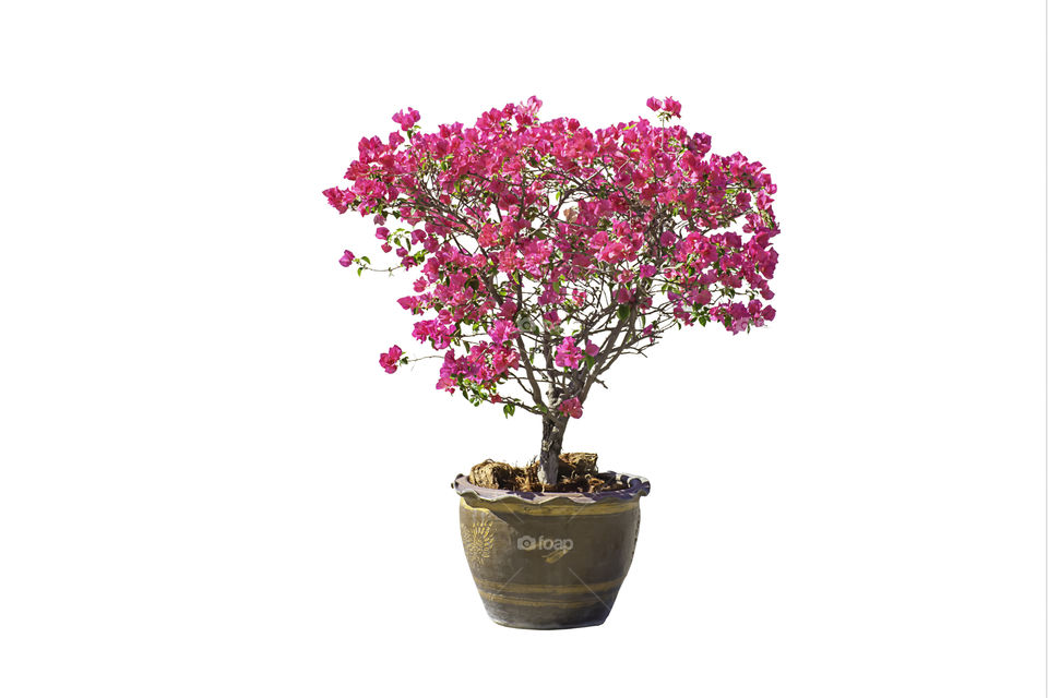 The pink Bougainvillea flowers are in a plant pot made of clay on a white background with clipping path.