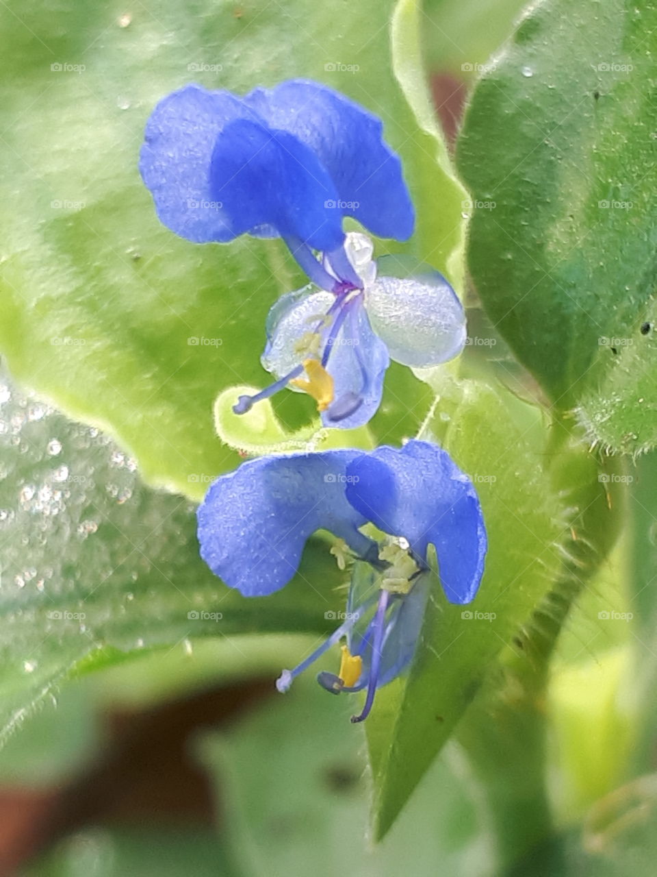 Close up of flower