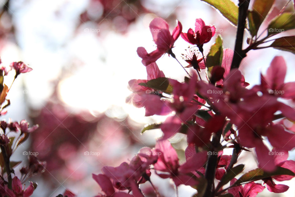 Cherry Blossoms 🌸