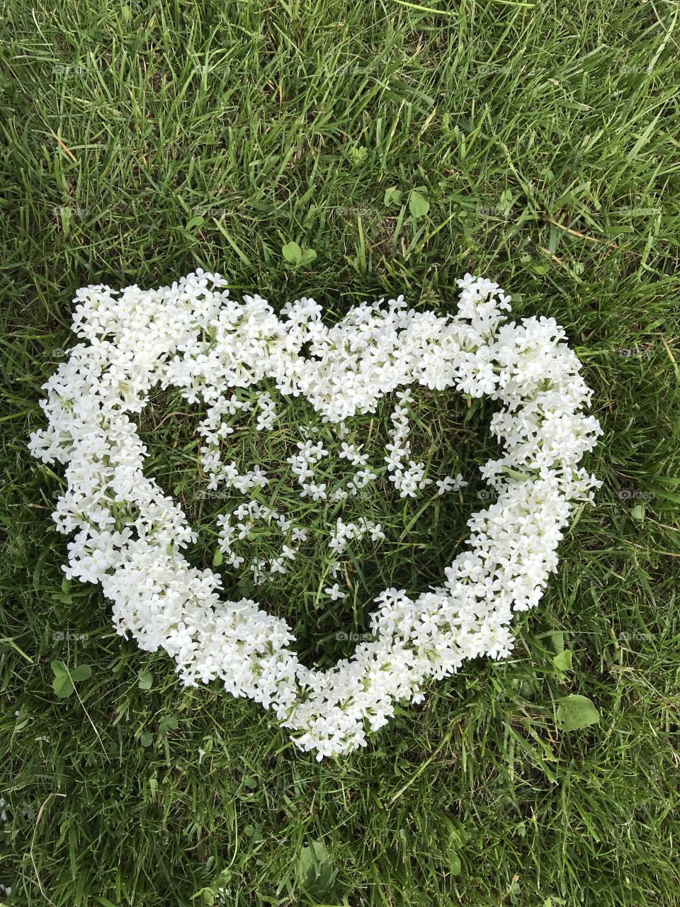 Heart of lilac flowers. Color love. White flowers on a green lawn. White lilac. Сердце из цветов сирени. 