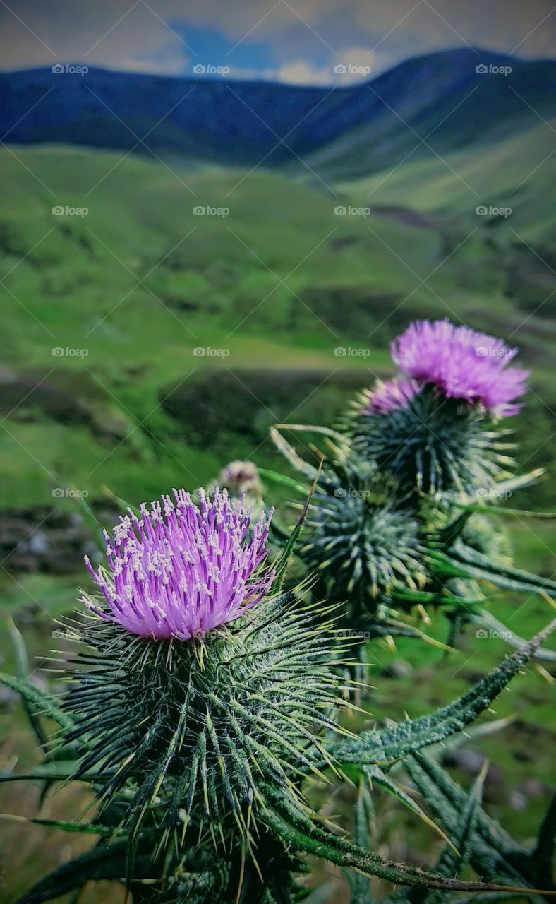 Scottish Thistle