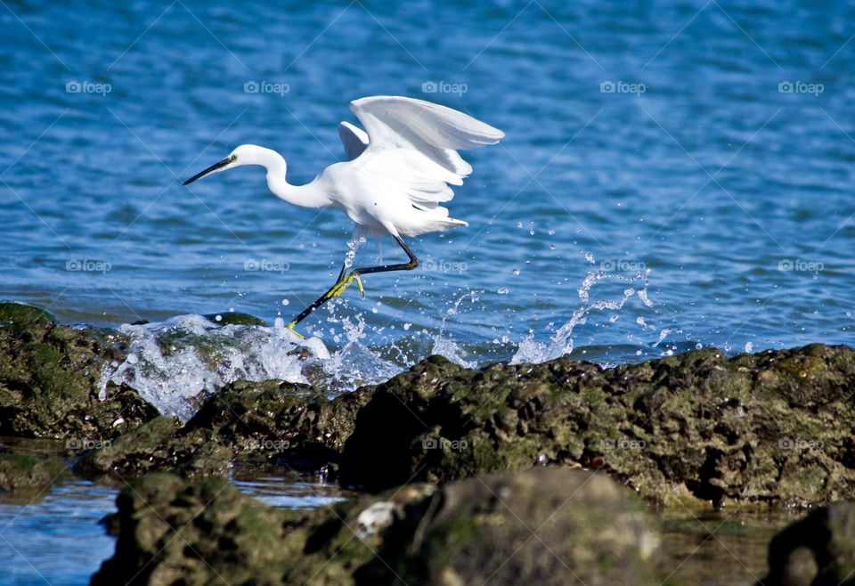 South African White Cattle Egret bosluis voël on the sea coast