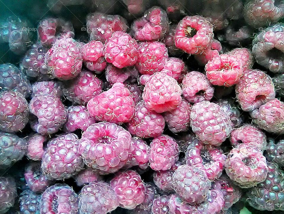 tasty rasberry