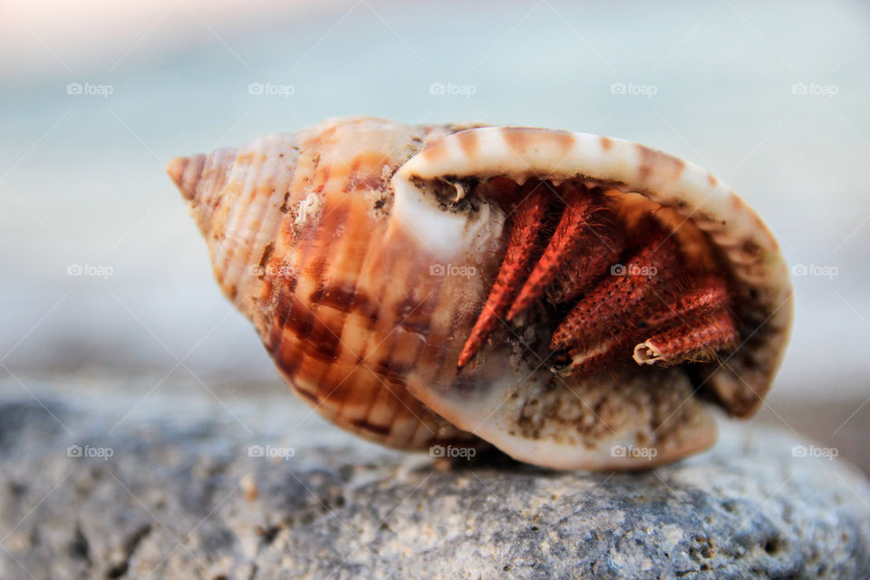 Conch shells with crab