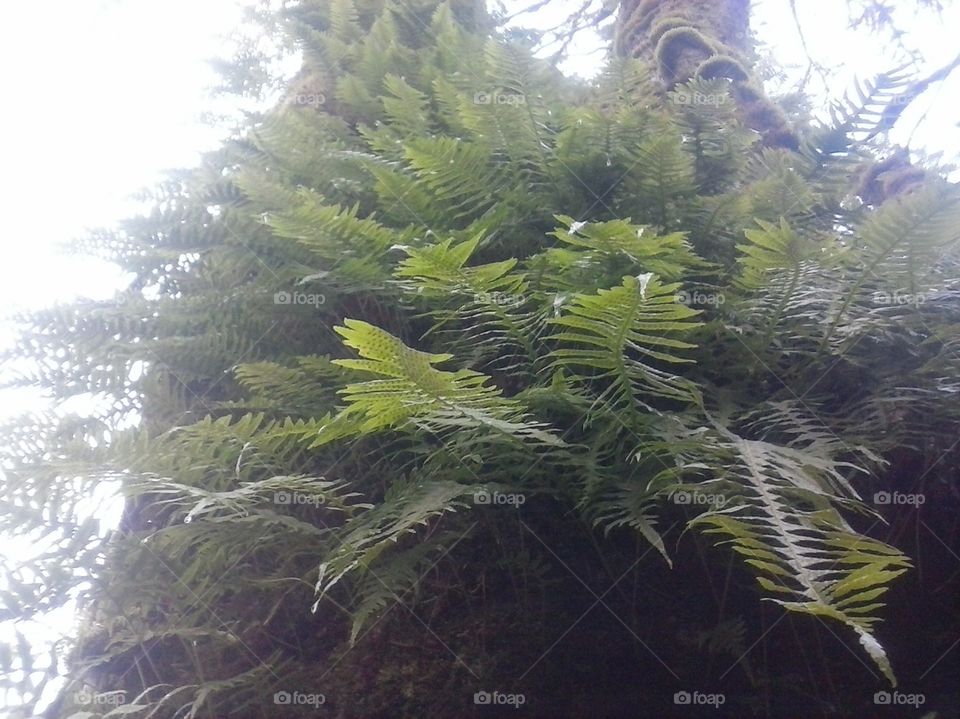 Ferns On a Tree of Odd