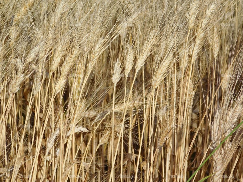 wheat field