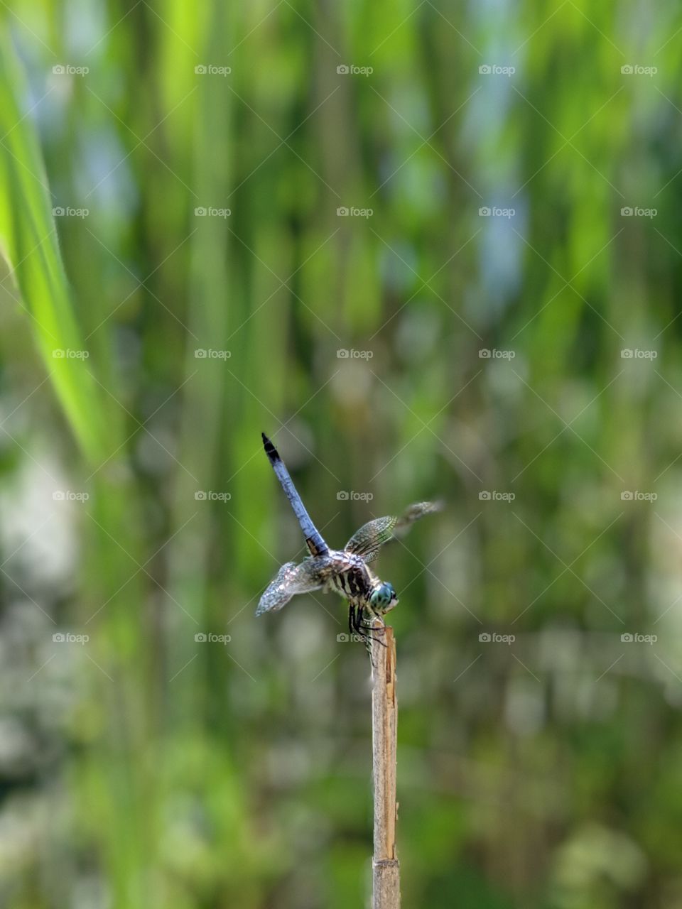 It's a dragonfly holding a handstand on a reed, perhaps doing yoga?