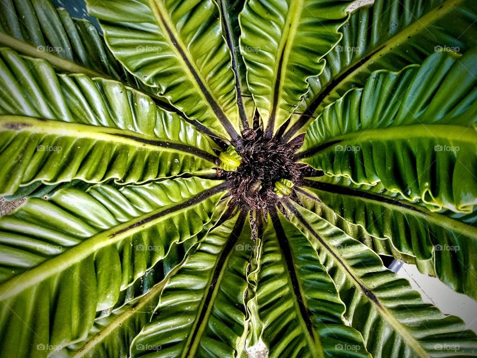 beautiful leaves