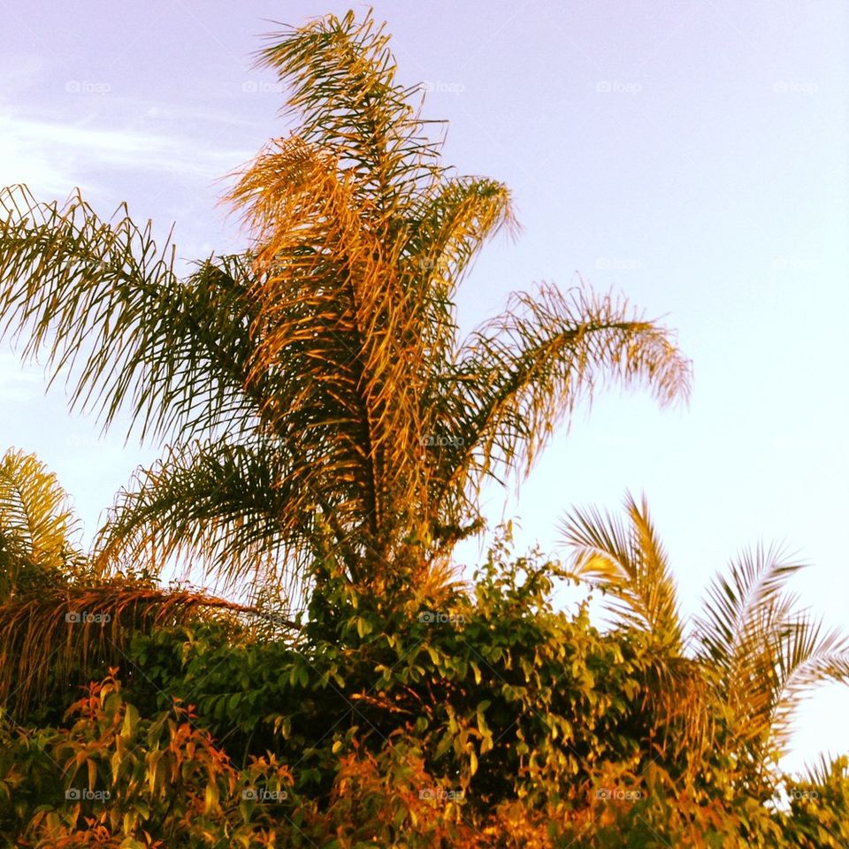 Palm Tree in the Bushes...