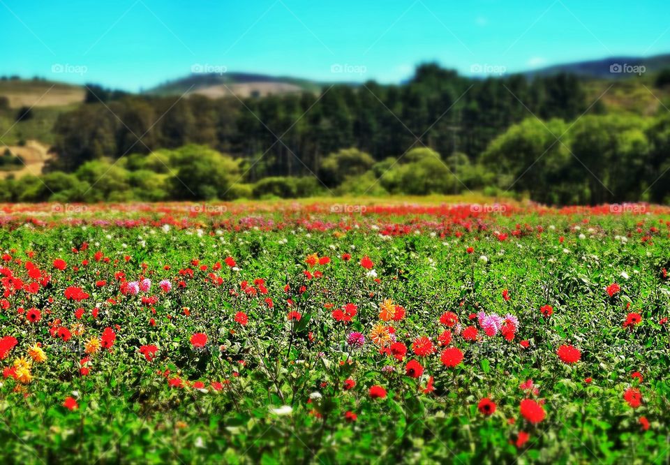 Wildflowers in California