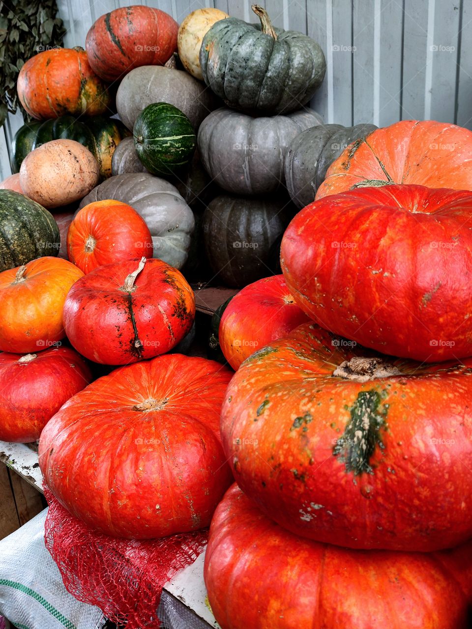 Market.  Pumpkins of different sizes and colors