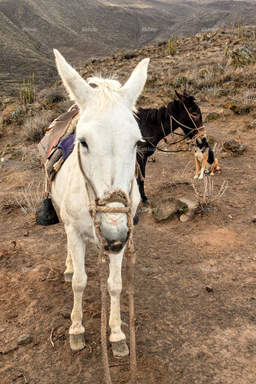 Mule in the Andes. Animals used for transportation in the Andes.