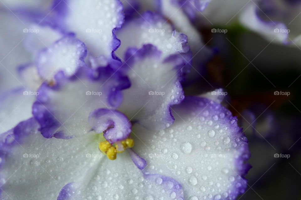 Purple and white flowers with raindrops 