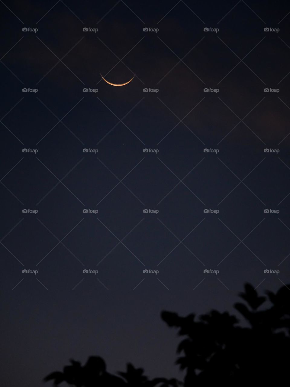 Night sky with moon crescent  phase with silhouette tree and midnight blue sky crescents.