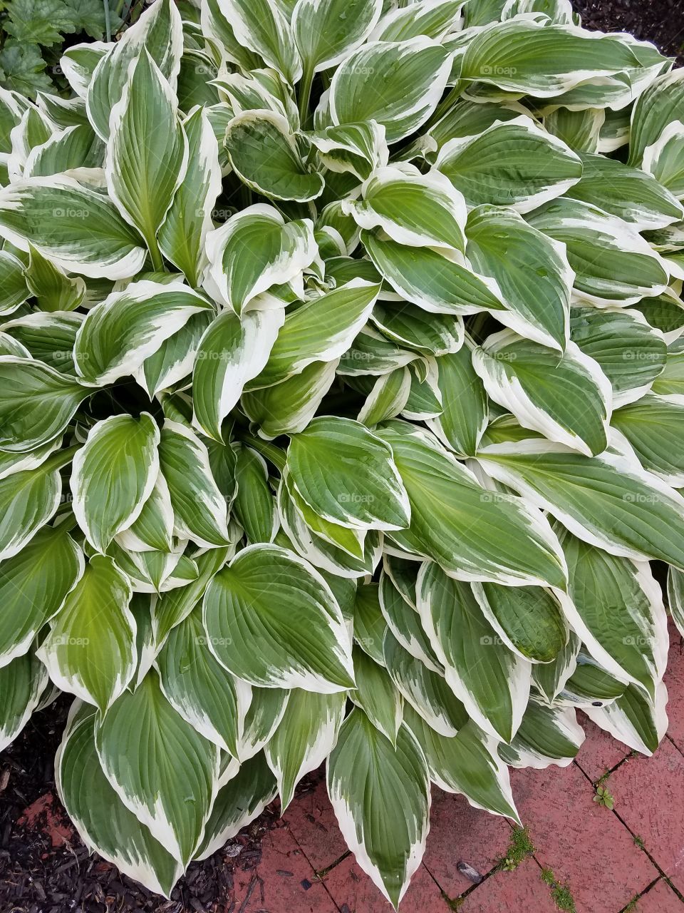 hosta