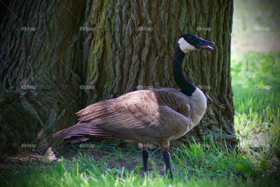 A Canadian goose in the shade of a large tree enjoying the breeze