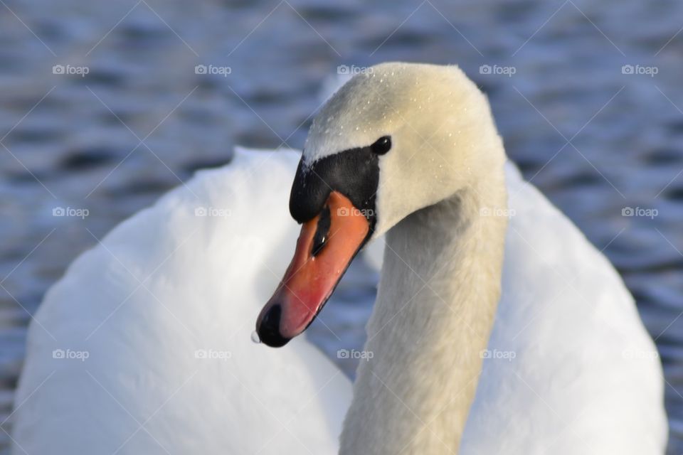 Close-up of a swan