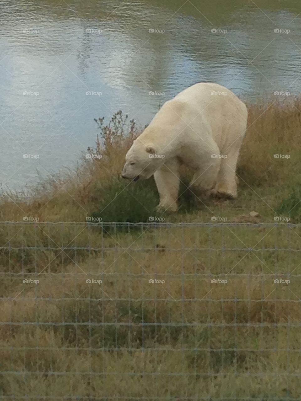 Polar bear