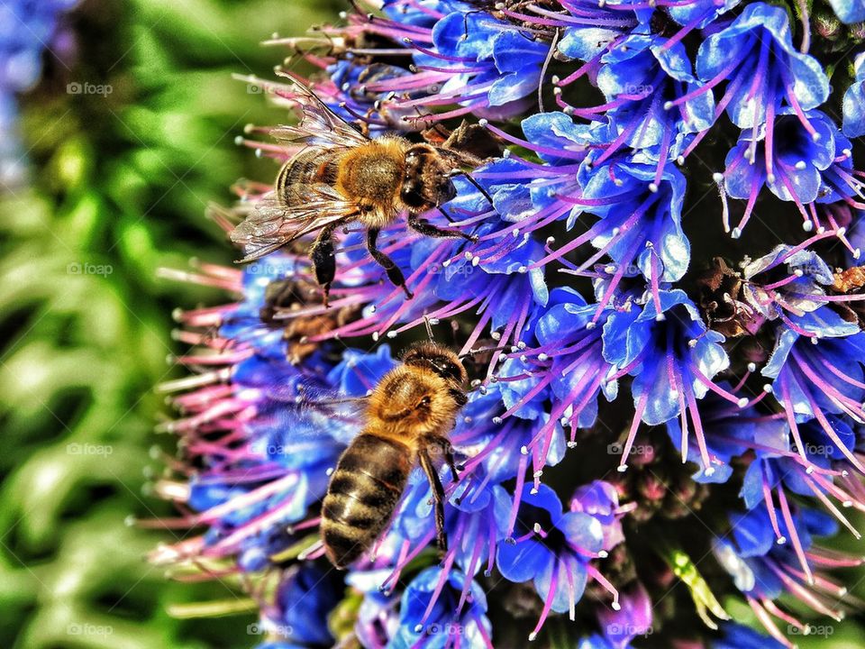Honeybees collect pollen from a blue flower
