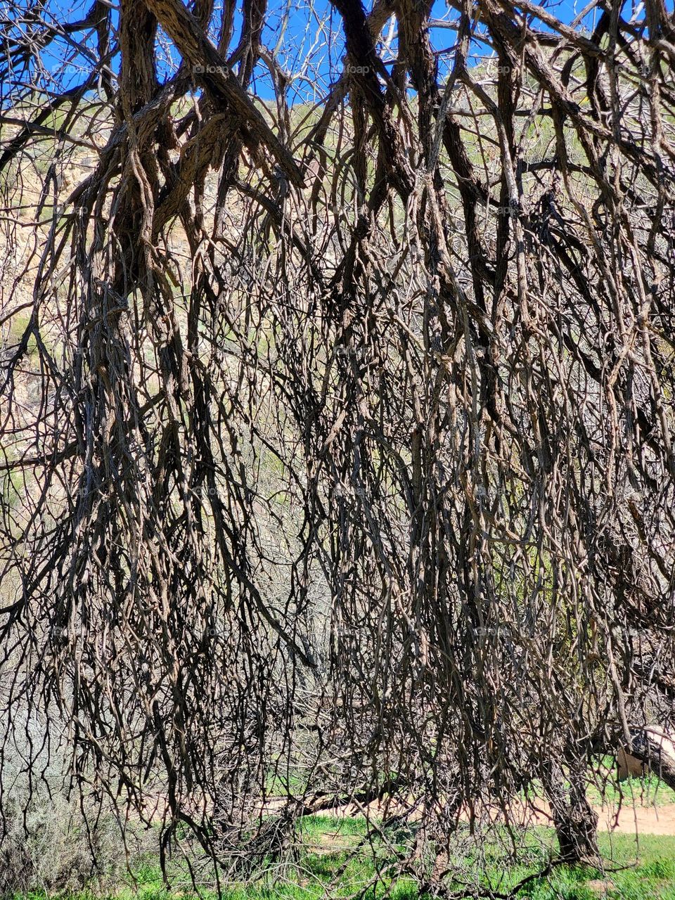 Leafless Branches on a Winter Tree