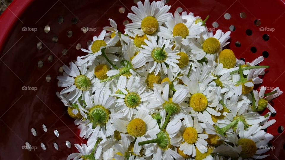 chamomile flowers in red colander