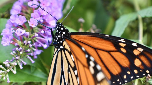 Monarch butterfly macro on purple flowers