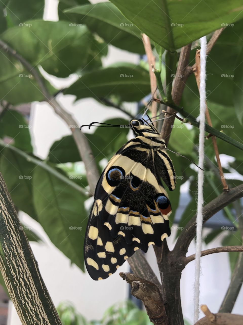 Newly hatched citrus butterfly!!!! 