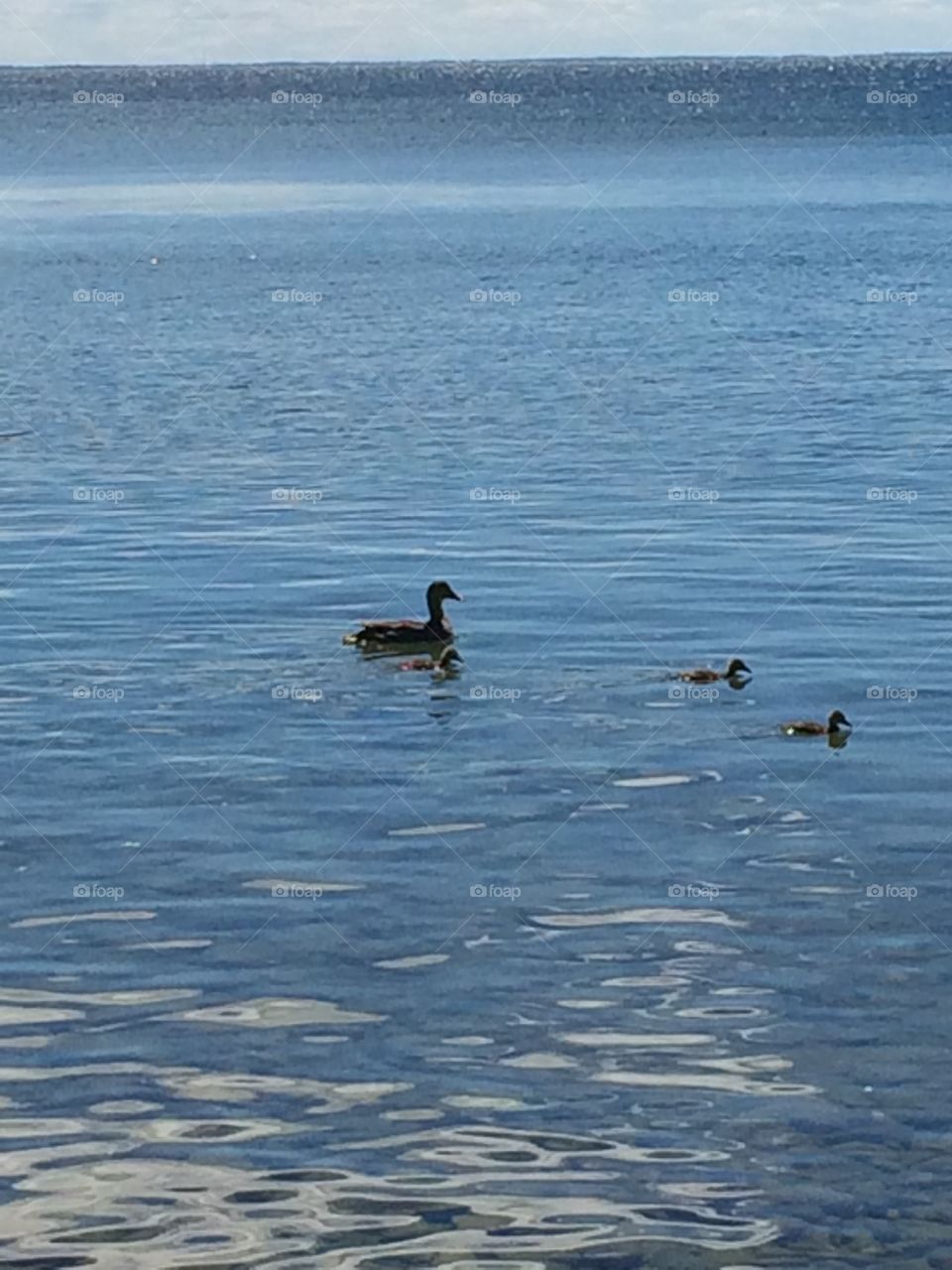 Ducks on the lake