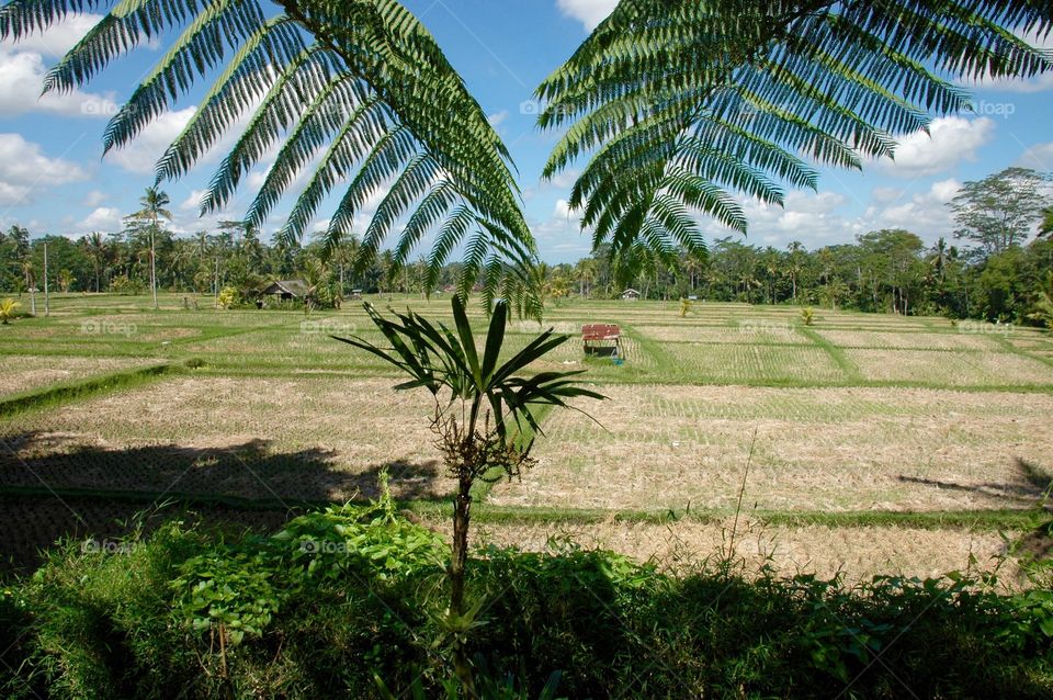 Bali Ricefeld