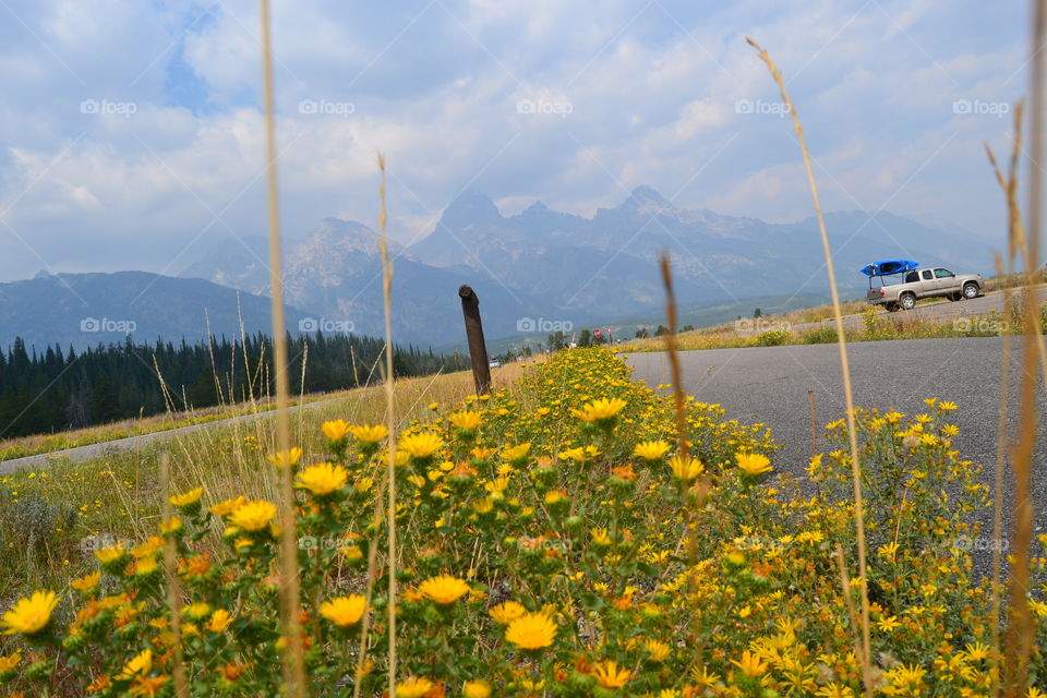 Summertime flowers near Grand Tetons