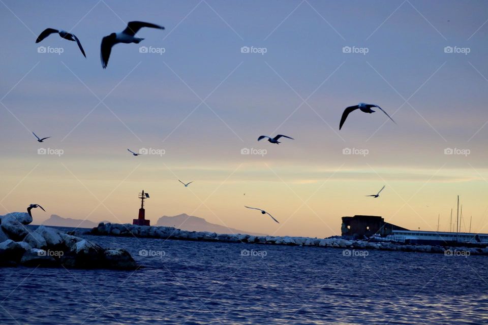 Seagulls flying over the sea at sunset